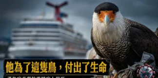 一隻白喉巨隼（達爾文巨隼）的特寫